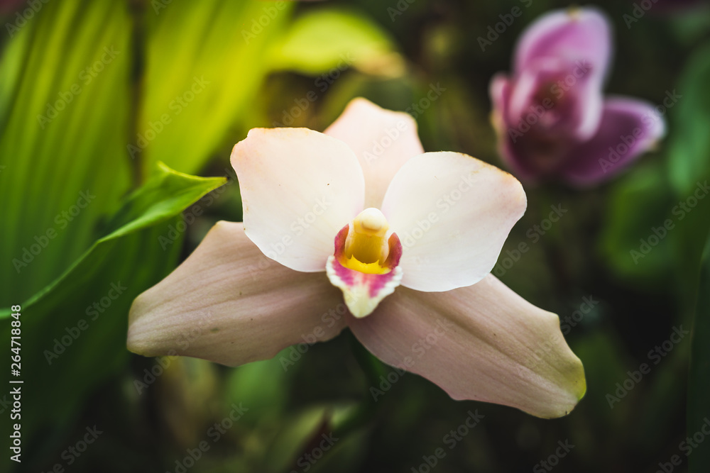 Fototapeta premium The beautiful color of flower