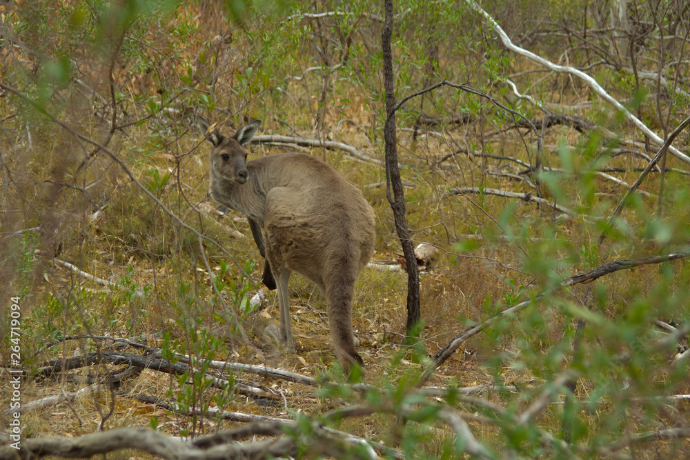 Naklejka premium Kangaroo