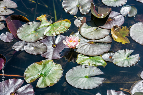 Lake in Arboretum Tesarske Mlynany, Slovakia photo