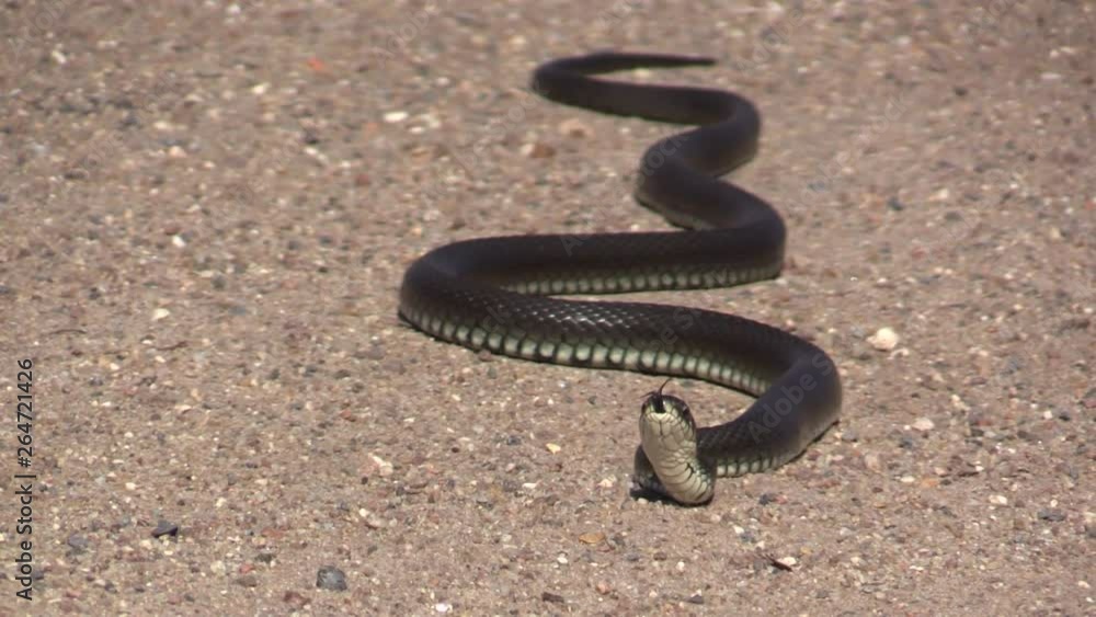 European snake on a gravel road. Natrix Natrix. European snake on a gravel road. Natrix Natrix.