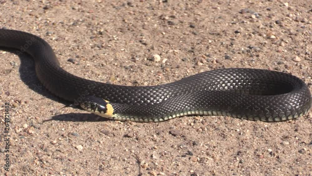 European snake on a gravel road. Natrix Natrix. European snake on a gravel road. Natrix Natrix.