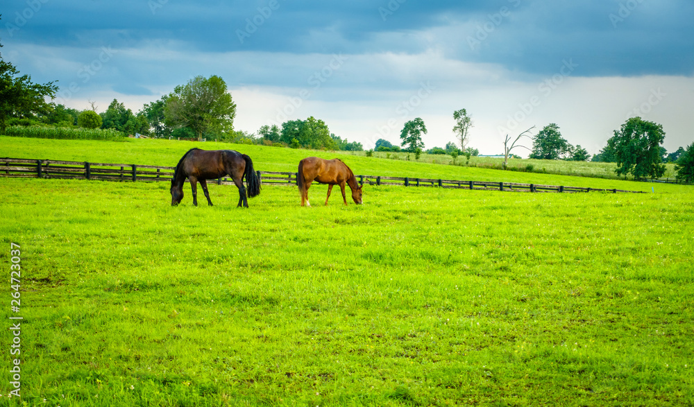 Horses on a pasture in Kentucky