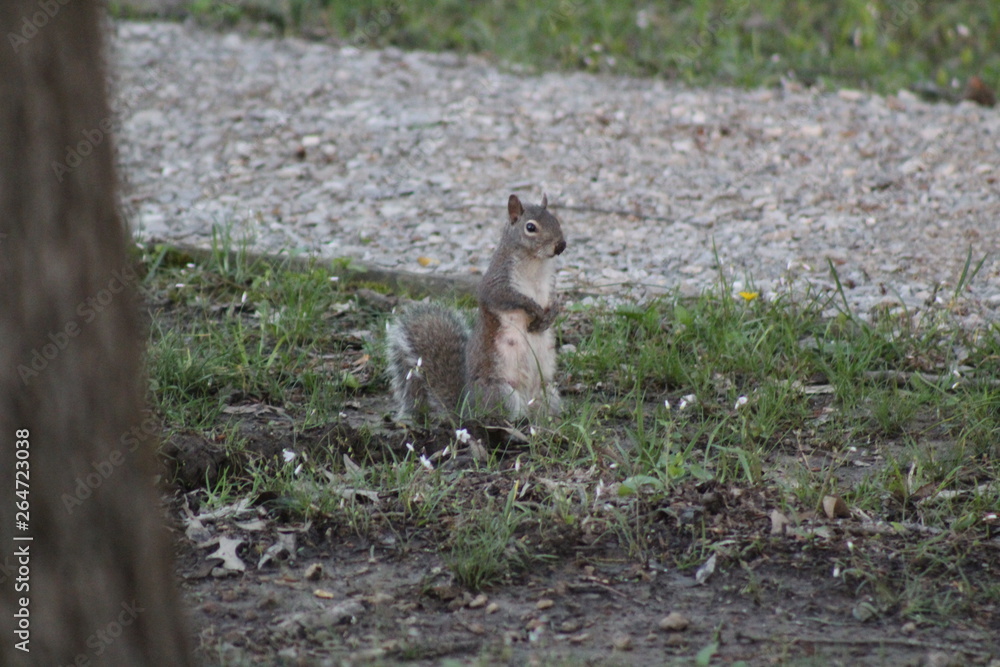 Obraz premium Squirrel In A Park 