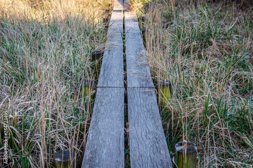 Wood on the Ground photo