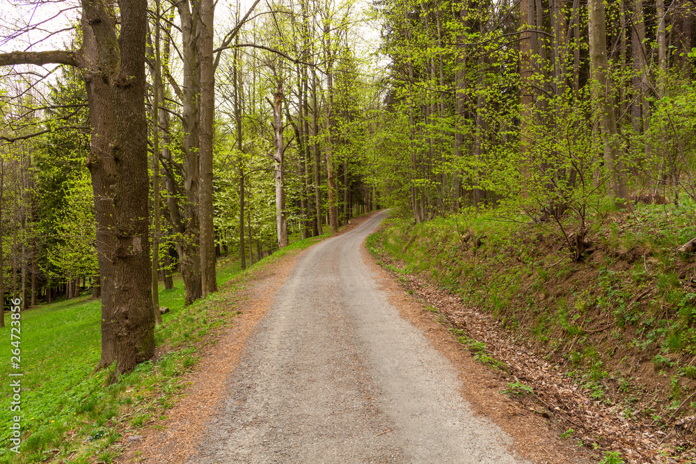 Fototapeta premium Road in a beautiful forest in the morning