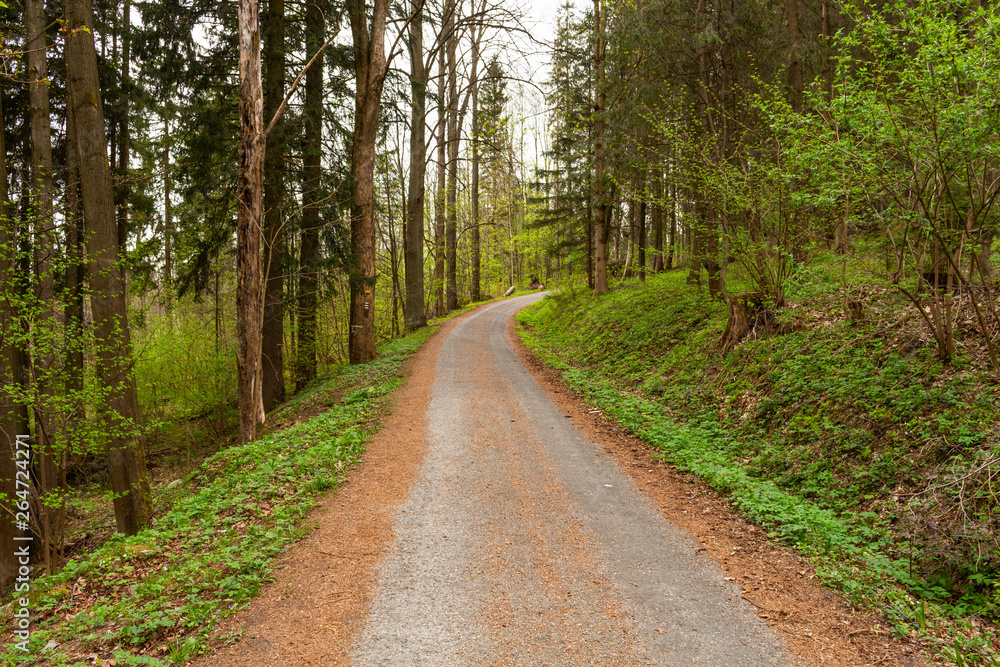 Road in a beautiful forest in the morning Road in a beautiful forest in the morning
