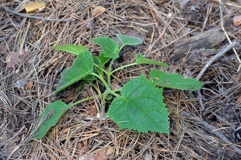 Fototapeta premium Seedling of Paulownia tomentosa in the open ground with mulch