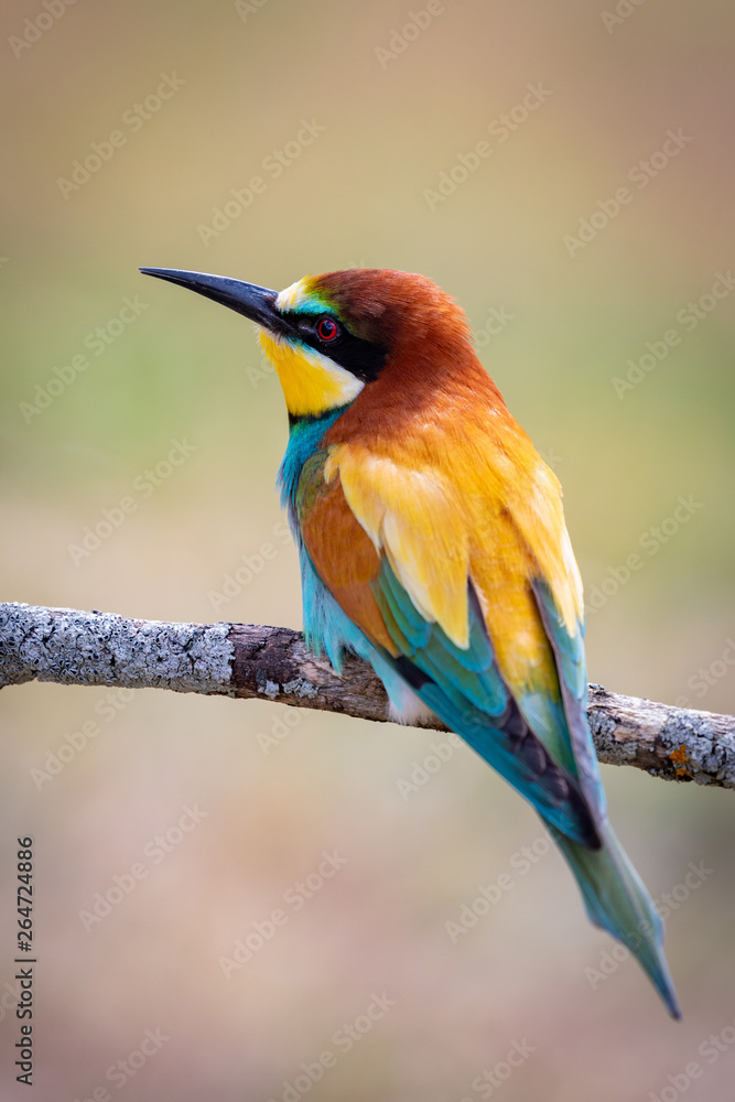 Obraz premium Portrait of a colorful bird