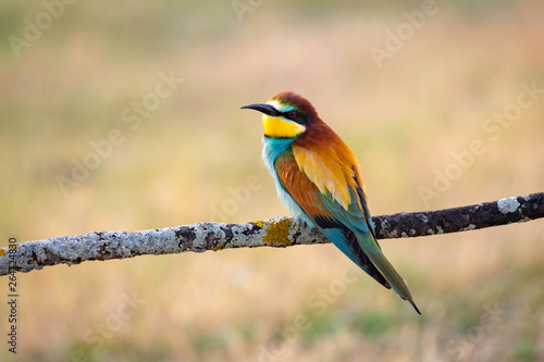 Portrait of a colorful bird