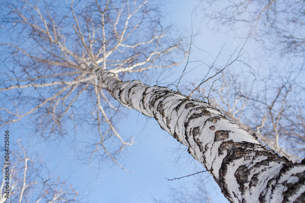 Fototapeta premium High birch on a background of bright blue sky