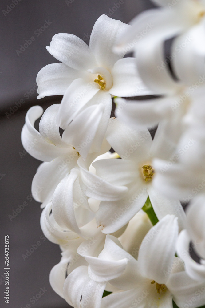 Obraz premium White Hyacinth Flower Bundle Close-up