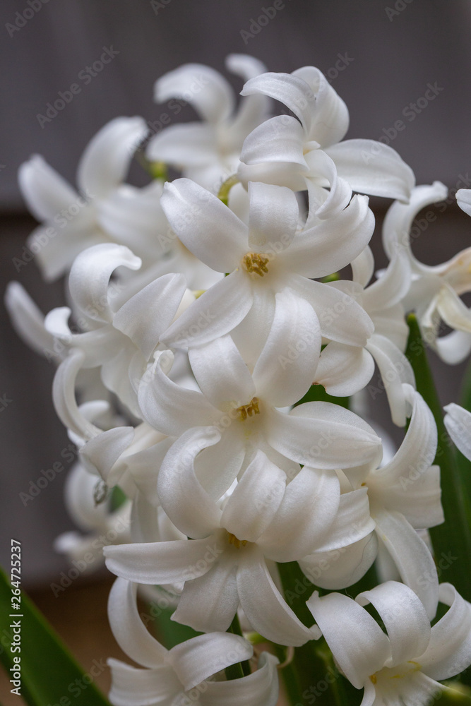 Fototapeta premium White Hyacinth Flowers