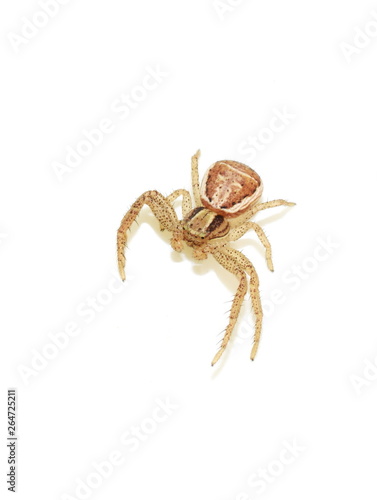 The small crab spider Xysticus ulmi isolated on white background
