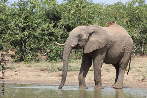 Afrikanischer Elefant   African elephant   Loxodonta africana