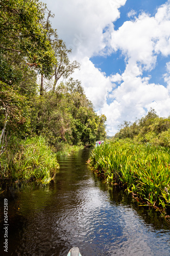 Tanjung Puting National Park  Borneo  Indonesia  the water of the river near Camp Leakey  the most famous feeding station for Orangutans inside the park  are of deep black color