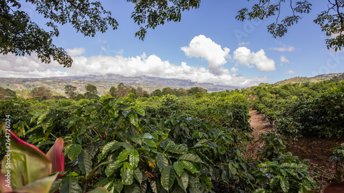 cafetan fields in the Orosi Valley in Costa Rica photo