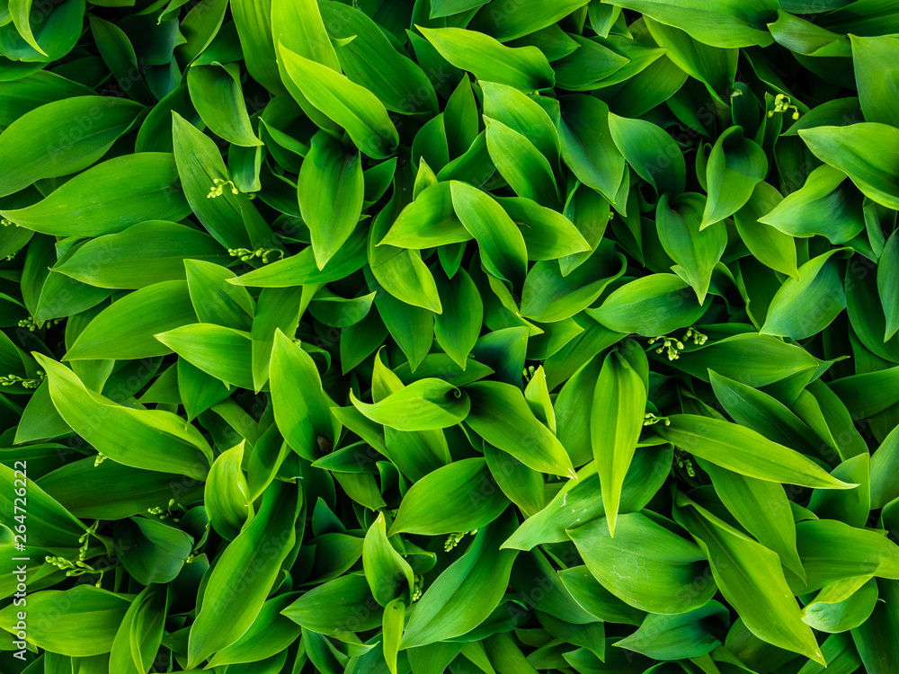 Many green lilies of the valley in the flower bed. Unripe flowers Many green lilies of the valley in the flower bed. Unripe flowers