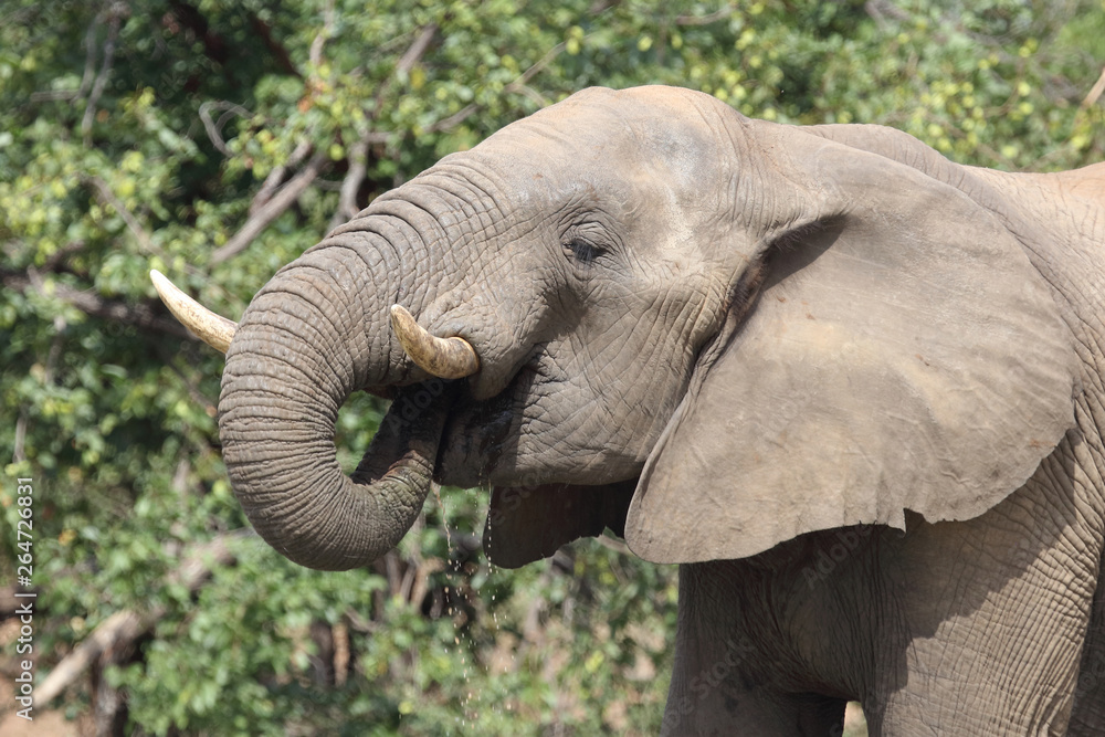Afrikanischer Elefant / African elephant / Loxodonta africana Afrikanischer Elefant / African elephant / Loxodonta africana