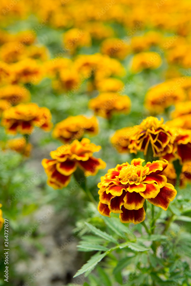 close up Marigold in the garden close up Marigold in the garden