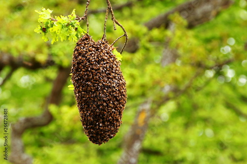 A swarm of honey bees.
