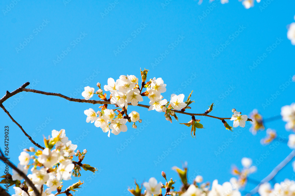 Cherry blossom in spring for background or copy space for text