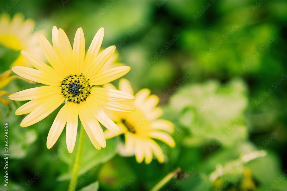Fototapeta premium field full of daisies