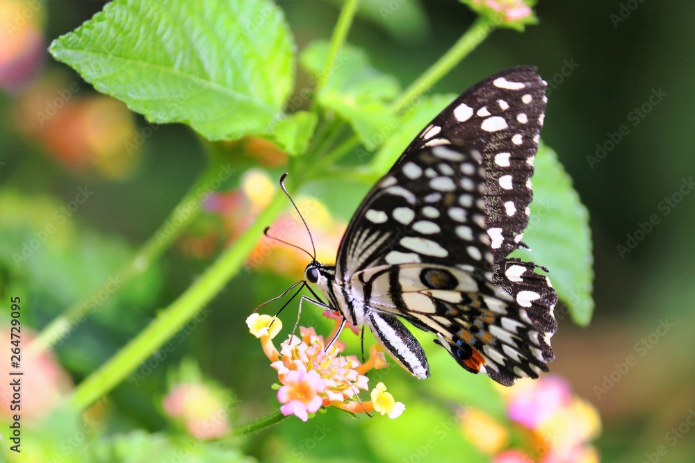 Obraz premium butterfly on a flower