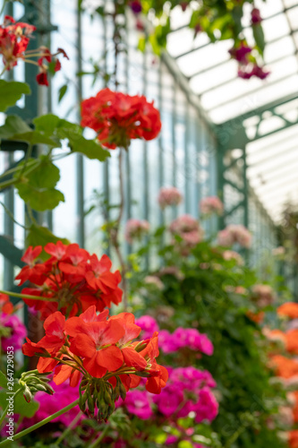 Stunning floral displays in the Geranium Gallery at the The Royal Greenhouses at Laeken. The Castle of Laeken is the official home of the King of the Belgium.