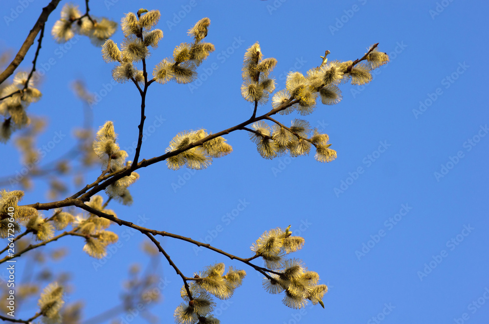 Blooming willow flowers on blue sky Blooming willow flowers on blue sky