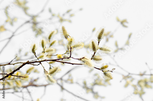 Blooming willow flowers on blue sky