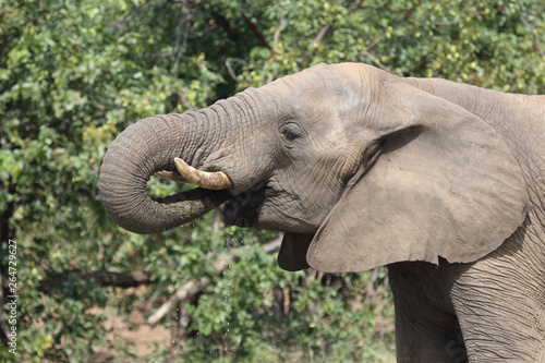 Afrikanischer Elefant / African elephant / Loxodonta africana © Ludwig