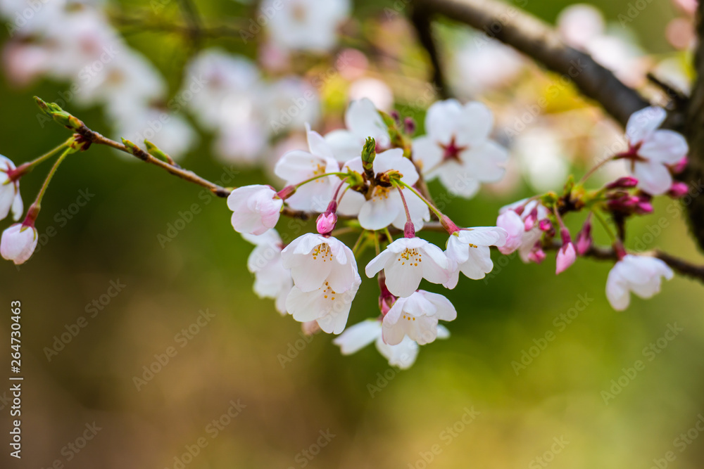 Cherry blossom in spring for background or copy space for text Cherry blossom in spring for background or copy space for text