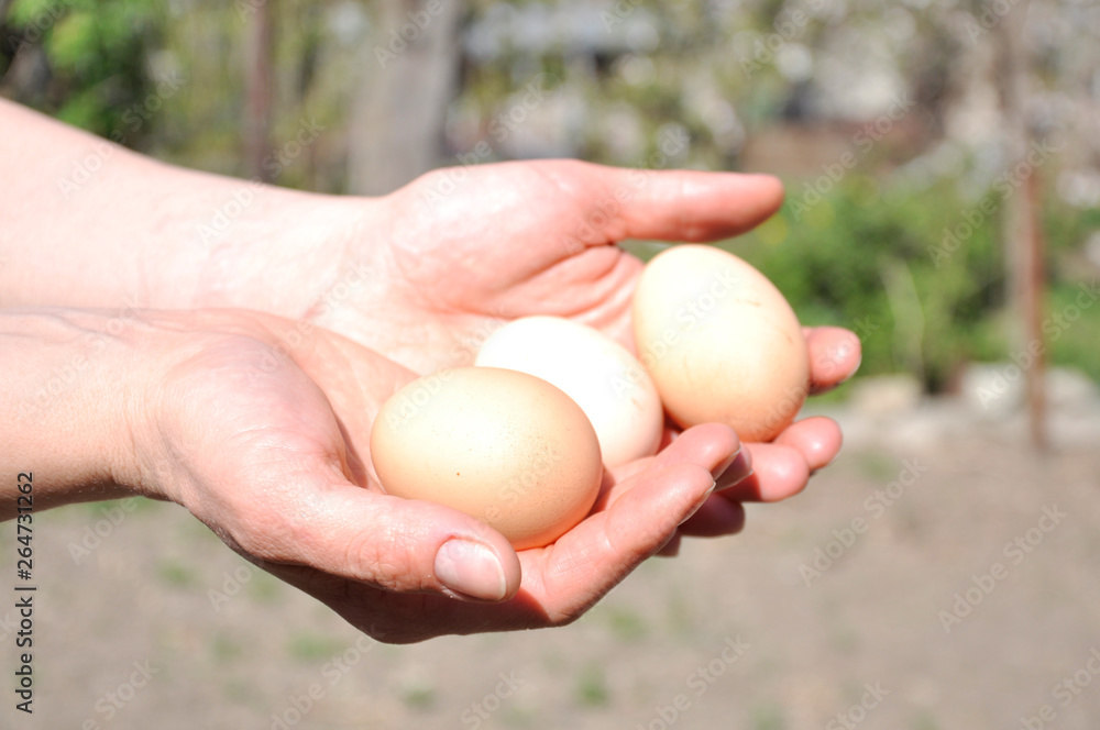 three chicken eggs in the hands of a woman three chicken eggs in the hands of a woman