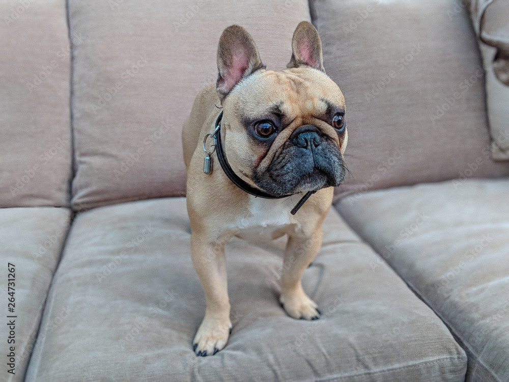 french bulldog stood on sofa