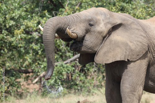 Afrikanischer Elefant   African elephant   Loxodonta africana