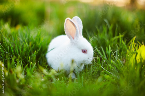 Funny baby white rabbit in green grass