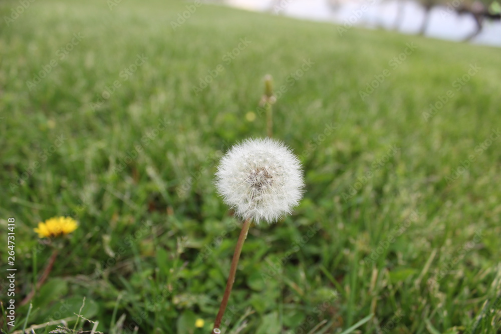 dandelion on green background of grass
