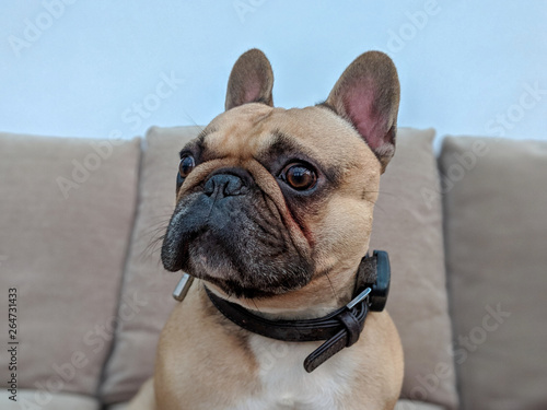 Fototapeta Naklejka Na Ścianę i Meble -  French bulldog face on sofa