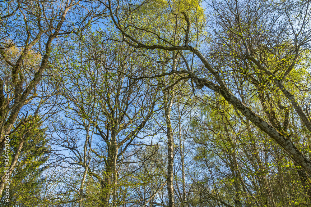 Fototapeta premium Newly cut leaves on a tree against a blue spring sky