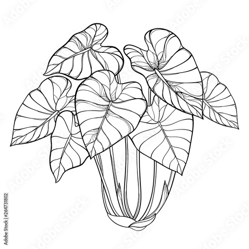 Bush of outline tropical plant Colocasia esculenta or Elephant ear or Taro leaf bunch in black isolated on white background.