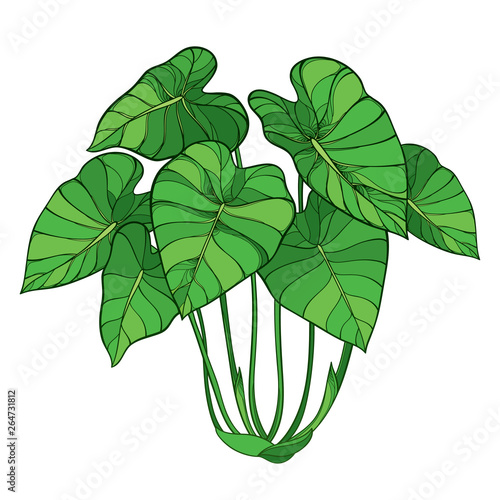 Bush of outline tropical plant Colocasia esculenta or Elephant ear or Taro leaf bunch in green isolated on white background.