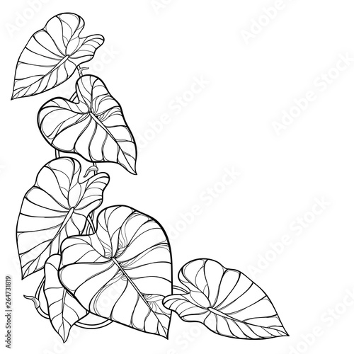 Corner bunch of outline tropical leaf Colocasia esculenta or Elephant ear or Taro plant in black isolated on white background. 