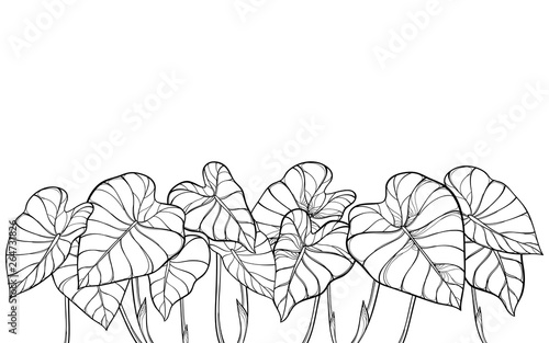 Bunch of outline tropical leaf Colocasia esculenta or Elephant ear or Taro plant in black isolated on white background. 