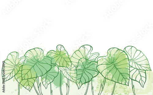 Bunch of outline tropical leaf Colocasia esculenta or Elephant ear or Taro plant in pastel green on the white background.  photo