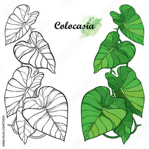 Set with outline tropical plant Colocasia esculenta or Elephant ear or Taro leaf bunch in black and green isolated on white background.  photo
