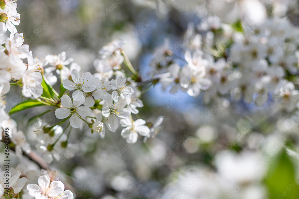 Branch of sour cherry blossoms in full bloom, shallow depth of field, selective focus