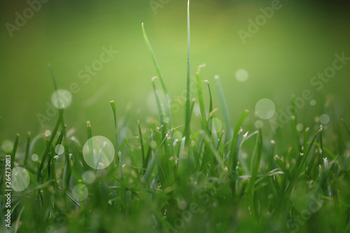 Close Up Of Fresh Grass With Water Drops In The Early Morning 