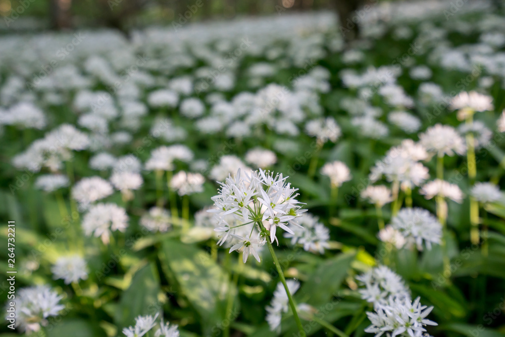 White blooming flower blossom in natural environment. Allium ursinum, Wild garlic bloom. White blooming flower blossom in natural environment. Allium ursinum, Wild garlic bloom.