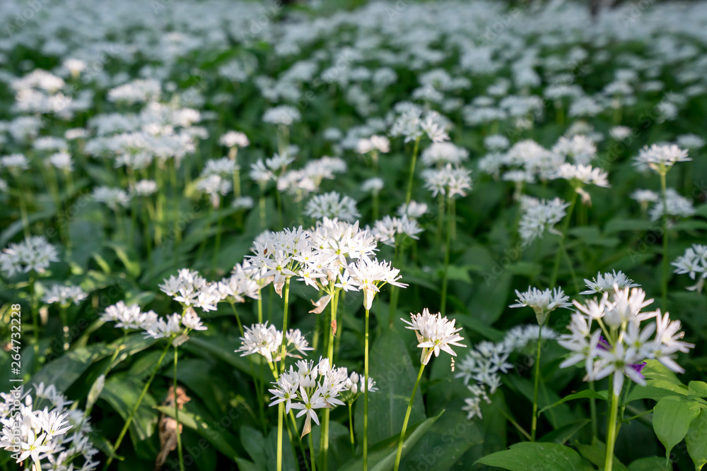 White blooming flower blossom in natural environment. Allium ursinum, Wild garlic bloom. White blooming flower blossom in natural environment. Allium ursinum, Wild garlic bloom.