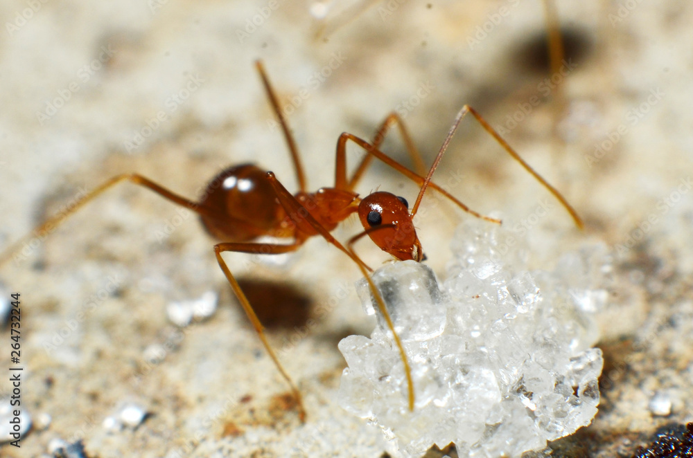Transparent brown ants with 2 antennas on the head Transparent brown ants with 2 antennas on the head